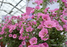 The Elegant Princess Oostani.